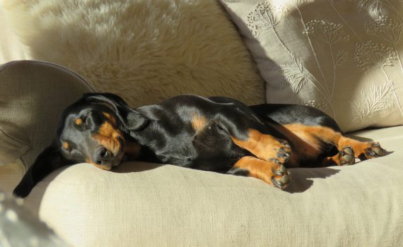 dachshund-1257363_1920