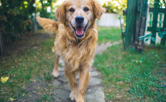 dog-2795963_1920