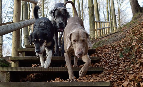 three-dogs-2975649_1280
